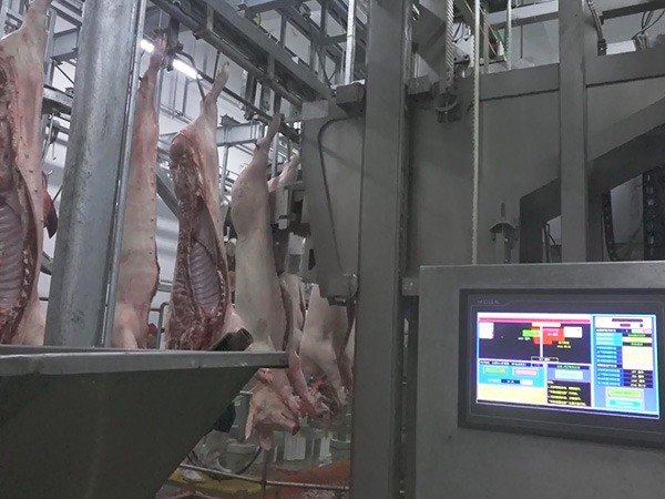 豬自動劈半機